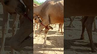 Wound leg while milking camels #ytshorts