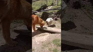 Friendship doggy and chicken#viral#youtubeshorts