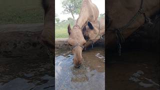 A camel can store water in its body for 7 to 10 days #ytshorts #camel #drinkingwater #shorts