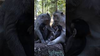 Monkeys in Cambodia