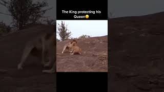 King Protects His Queen ☺️☺️ #shorts #wildlife