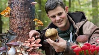 Sommersteinpilze im Oktober, Saftlinge und mehr! | Artenvielfalt Ende Oktober