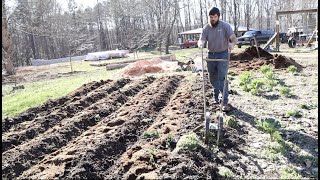 Prepping for Potatoes & Fabio the Ram