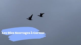 Les Oies Sauvages au Pô à Carnac !!