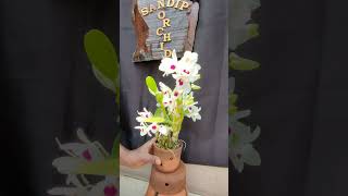 মন ভরে গেলো দেখে@SandipOrchid #goldfish #watertank#orchid #dendrobium #phalaenopsis#alba#species