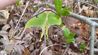 The Luna Moth Discovery