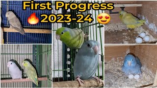 Parrotlet's 1st Breeding Progress of the Season 2023-24 || All About Pets