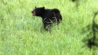 Black Bear in Tennessee