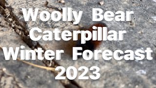 Woolly Bear Caterpillar Winter Forecast 2023 🐛