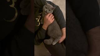 Do British shorthair like cuddles? Watch till the end #britishshorthair #cat #cuddles #shorts ❤️