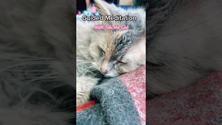 Purring ASMR Meditation with Tiki.