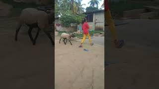 funny videos | nari suvarna sheep | kuri farming in kannada public tv in kannada