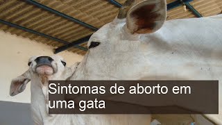 Sintomas de aborto em uma gata