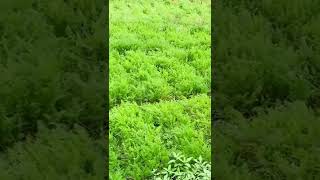 Ooty tour video #shorts #ooty