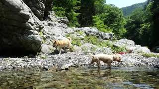 Amber & Ale at the River