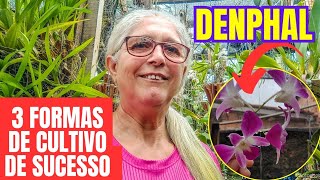 Aprenda 3 Técnicas Únicas para Cultivar Orquídeas Denphal