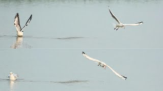 Mesmerizing Moments with Black-headed Gulls #relaxing #relaxingmusic #relaxingvideo #migratorybirds