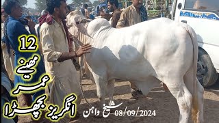 Gulabi Maal Ki Dhoom|08/09/2024 Sheikhwan Mandi|