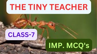 MCQ OF THE TINY TEACHER//CLASS -7// SUPPLEMENTARY READER