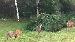 Wild Dear family eating grass in my yard