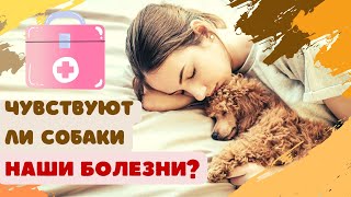 🐕📝🐾 Чувствуют ли собаки наши болезни?