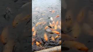 Sambil Menunggu Hidangan Mang Engking, Menikmati Ikan Bermain