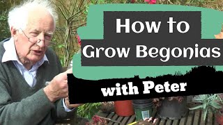 How to Grow Begonias | Gardening Ideas | Peter Seabrook