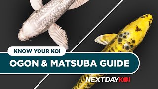 Ogon & Matsuba Koi | Know Your Koi Episode 6 | Next Day Koi