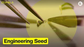 Engineering Seed