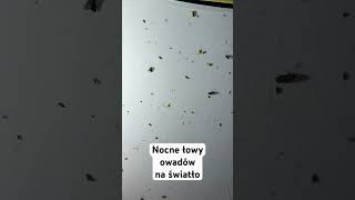 Przyleciały do nas SETKI OWADÓW! Nocne obserwacje w parku