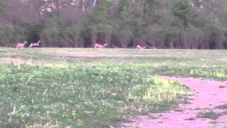 More deer at Shelby Bottoms Greenway Nsshville