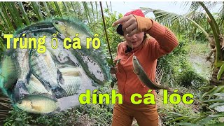 Câu Cá Mùa Nước Nổi Trúng ổ cá Rô giật Cần Liền Tay Thấy Mê | Mỹ miền tây vlogs