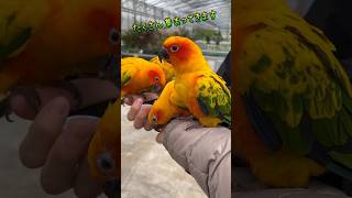 インコの群れ／掛川花鳥園［YouTube動物園］#コガネメキシコインコ