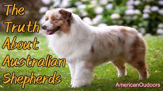 The Truth About Australian Shepherds (Updated)