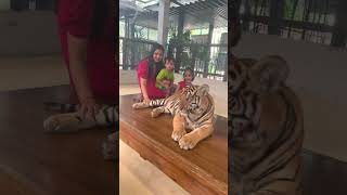 Tiger park, a unique experience