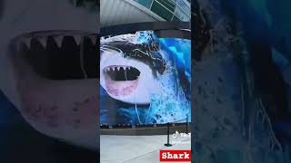 Viral Hiu pecahkan aquarium bikin panik#shark #shorts