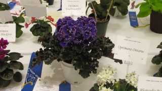 Optimara plants at the 2013 AVSA Convention...