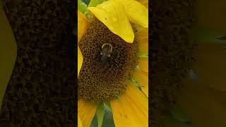 A bumble bee in our sunflowers