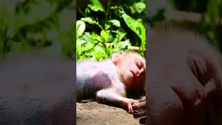 #monkey #babymonkey #monkeycry #newbabymonkey #newbornbaby #fbreel #facebook #short #shortvideos #Mo