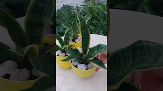 Repotting a Snake Plant in Yellow Pots #shorts #short #snakeplant #beauty #beautiful #reels #foryou