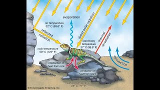 Riscaldamento globale naturale "vulcanico" e consigli per il caldo con il dott. Samuele Venturini