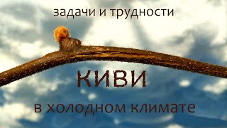 Киви. Вторая часть. Всё заново. Сезон 2023г.