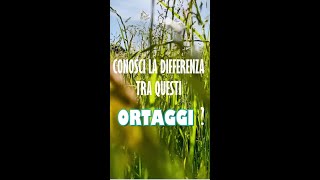 TIPI DIVERSI DI ORTAGGI 🥬🌶🍆🥦🧄