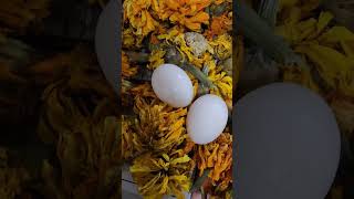 Pigeon eggs hidden in Marygold. 야생 비둘기 알