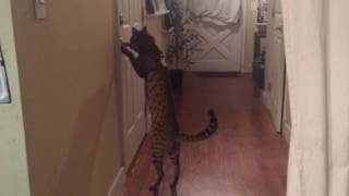 Savannah Cat opening door