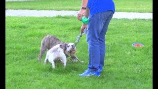 Puppy is having fun by pulling rope