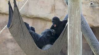 Baby Gorilla Ambushes Silverback