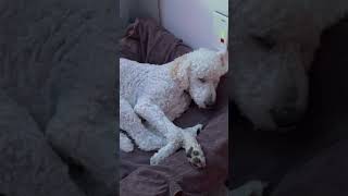 Chill Time: Our Dog Relaxing in His Bed🐶😍