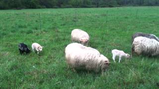 Icelandic Sheep Farming Practices - A Self Sustaining Life at Old School Farm