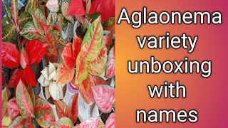 Aglaonema variety unboxing with Names